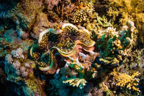 Tridacninae Stock Photos
