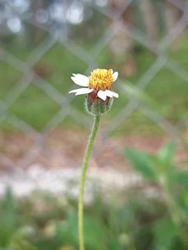 Tridax Daisy in Bloom Stock Photos