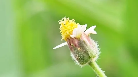 Tridax Daisy Blooming (Tridax procumbens) Nature Background Vibe, Macro 4K Stock Footage 321067262