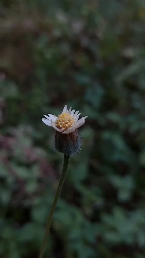 Tridax Daisy, Bright to Dark Video stock 279745308