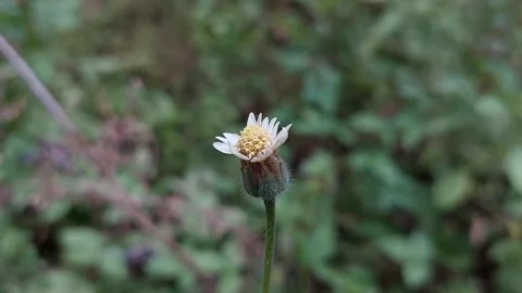 Tridax Daisy, Dark to Bright Video stock 279745234