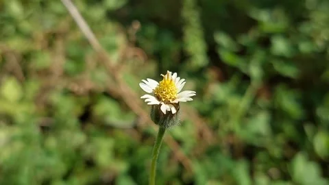 Tridax Daisy Stock Footage 279644571