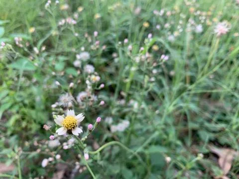 Tridax daisy Stock Photos