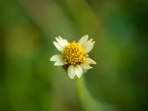 Tridax procumben Stock Photos