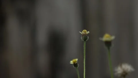 Tridax Procumbens (coat buttons) Background, Close-up Video stock 307672364