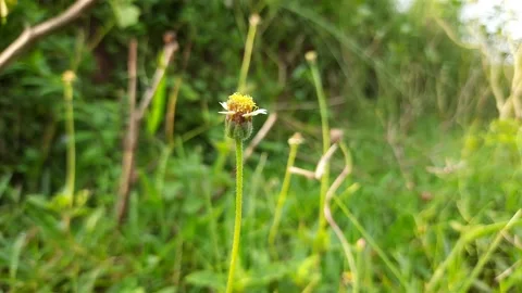 Tridax procumbens flower. Stock Footage 137530738