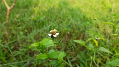 Tridax procumbens flower. Stock Footage 137530769