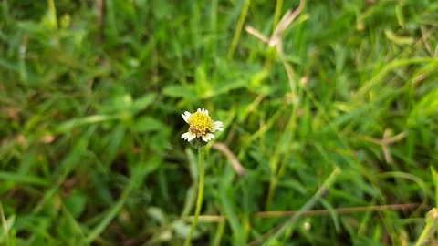 Tridax procumbens flower. Stock Footage 154696200