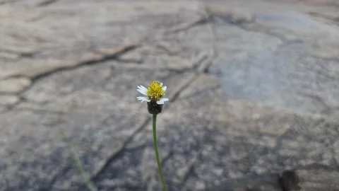 Tridax procumbens flower. Stock Footage 161572507