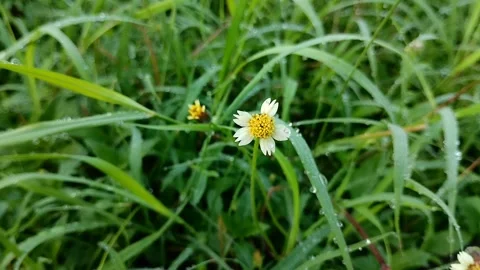 Tridax procumbens flower. Generally grows wild and is considered a weed. 스톡 동영상 308991350