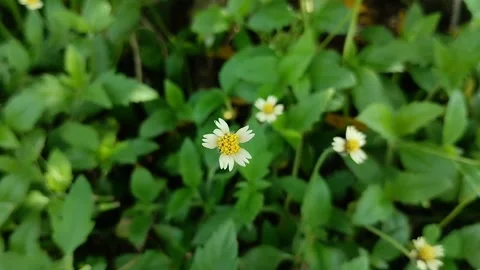 Tridax procumbens flower. Generally grows wild and is considered a weed. 스톡 동영상 309083668