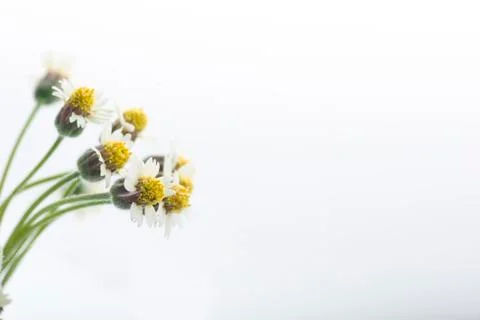 Tridax procumbens flower isolated on white Stock Photos