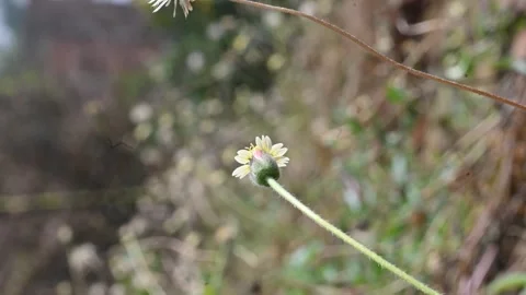 Tridax procumbens flowers. Видео 338369102