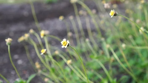 Tridax procumbens in the garden Video stock 263834620