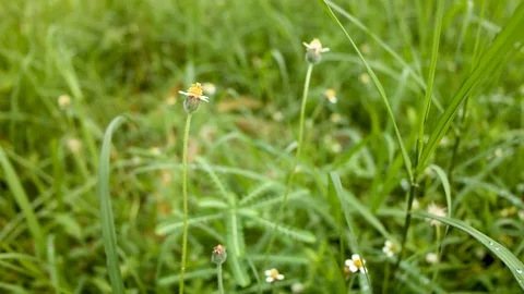 Tridax Procumbens grass Stock Footage 127543058