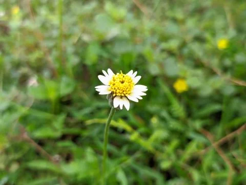 Tridax procumbens or coatbuttons or tridax daisy flower. Stock Photos