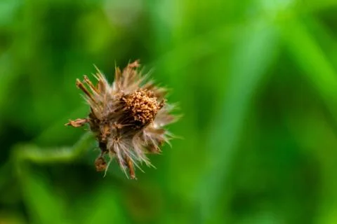 Tridax procumbens Stock Photos
