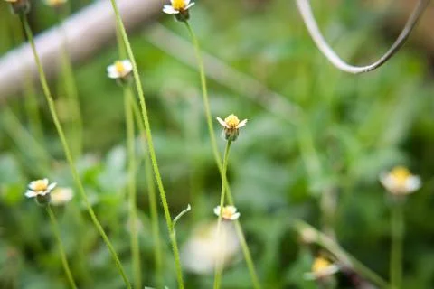 Tridax procumbens Stock Photos