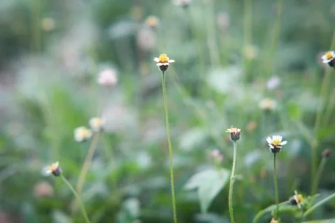 Tridax procumbens Stock Photos