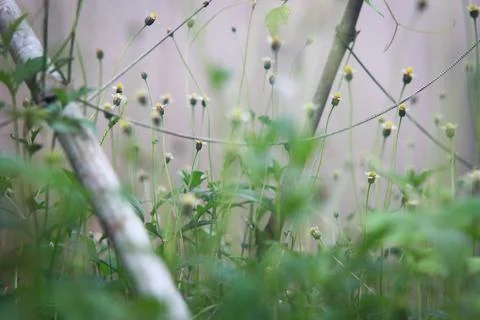 Tridax procumbens Stock Photos