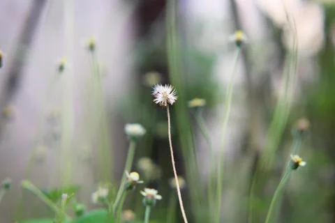 Tridax procumbens Stock Photos