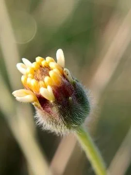 Tridax procumbens Stock Photos