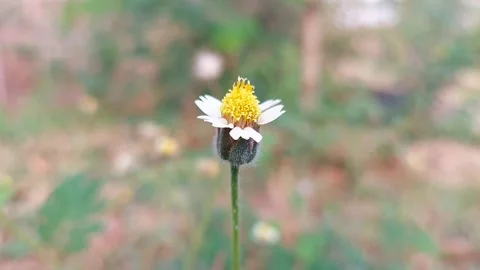 Tridax procumbens is a type of grass or weed and is a herb with seeds. Tridax Po Vídeos de archivo 318864301
