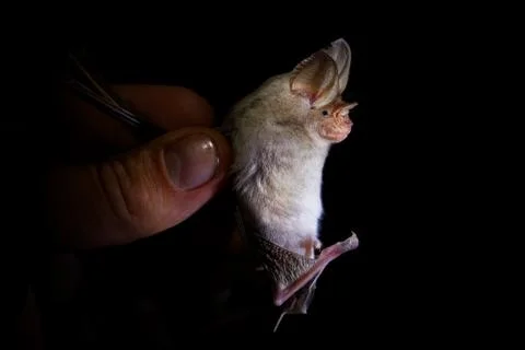 Trident bat or trident leaf-nosed bat - Asellia tridens species of bat in Hip Stock Photos