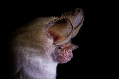 Trident bat or trident leaf-nosed bat - Asellia tridens species of bat in Hip Stock Photos