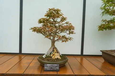 Trident Maple tree 스톡 사진
