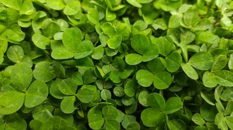Trifoliate grass Stock Photos