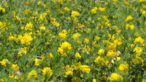 Trifolium aureum Video stock 94808912