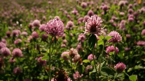 Trifolium pratense Stock Footage 7984692