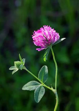 Trifolium pratense Fotos de archivo