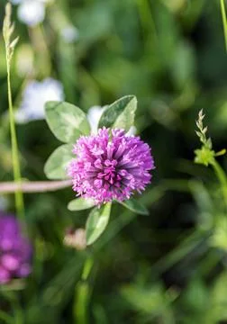 A Trifolium pratense Foto stock