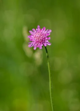 A Trifolium pratense Stock Photos