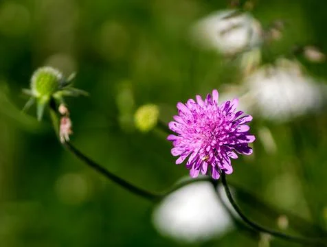 A Trifolium pratense 库存照片