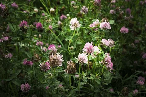 Trifolium pratense Stock Photos