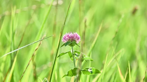Trifolium pratense, red clover, is herbaceous species of flowering plant in b Stock Footage 158956560