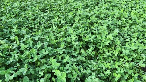 Trifolium Repens Animal Feed Three Leaf Clover with Water Drops in Agricult.. Stock Footage 332393991