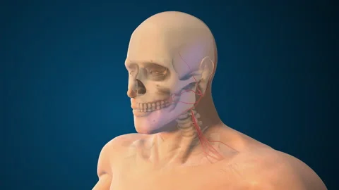 Trigeminal Mandibular Division Damage Impacting Jaw Muscles Stock Footage 328813639