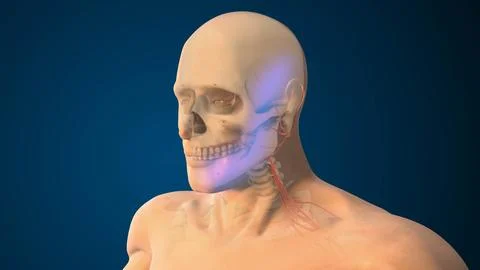 Trigeminal Mandibular Division Damage Impacting Jaw Muscles Stock Illustration