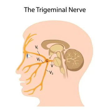 The trigeminal nerve Stock Illustration