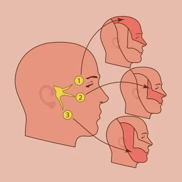 The trigeminal nerve Stock Illustration