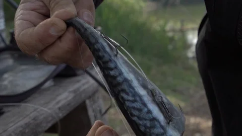 Trigger dead fish . Innesco sgombro. Stock Footage 129078865