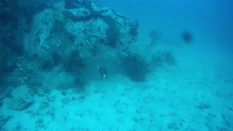 Trigger fish - 2021.10.21-26 FunDive@KohTao Vídeo Stock 246785042