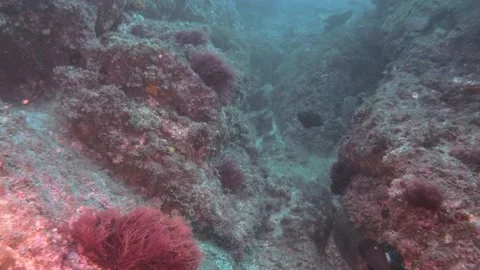 Trigger fish and others Video stock 150472361