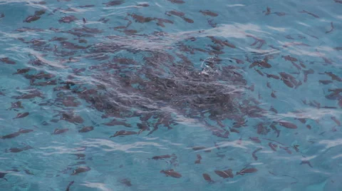 Trigger Fish Blue Water Stock Footage 57400953