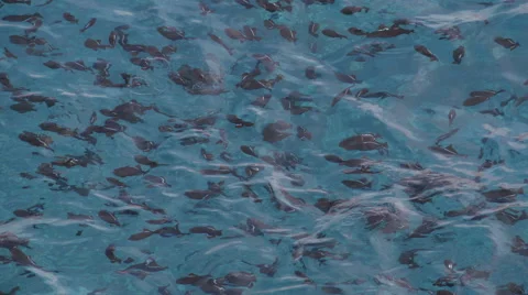 Trigger Fish Blue Water slow motion Video stock 57401068