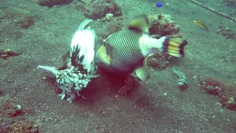 Trigger fish is died seagulls under water.Amazing, beautiful underwater world Stock Footage 83713766